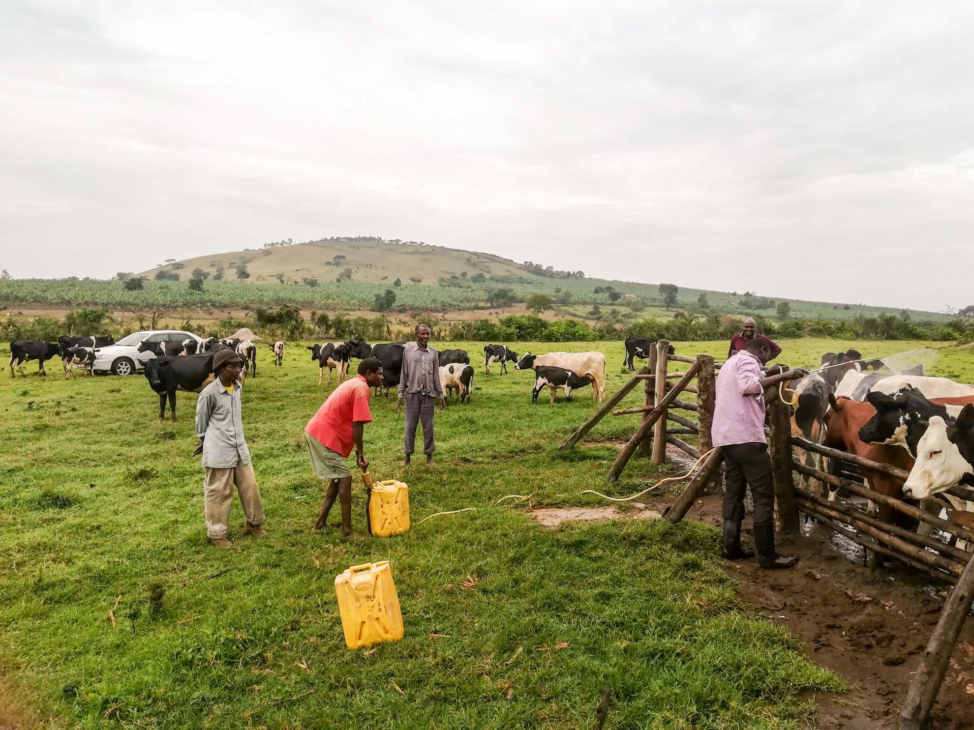 dairy farming business plan in uganda
